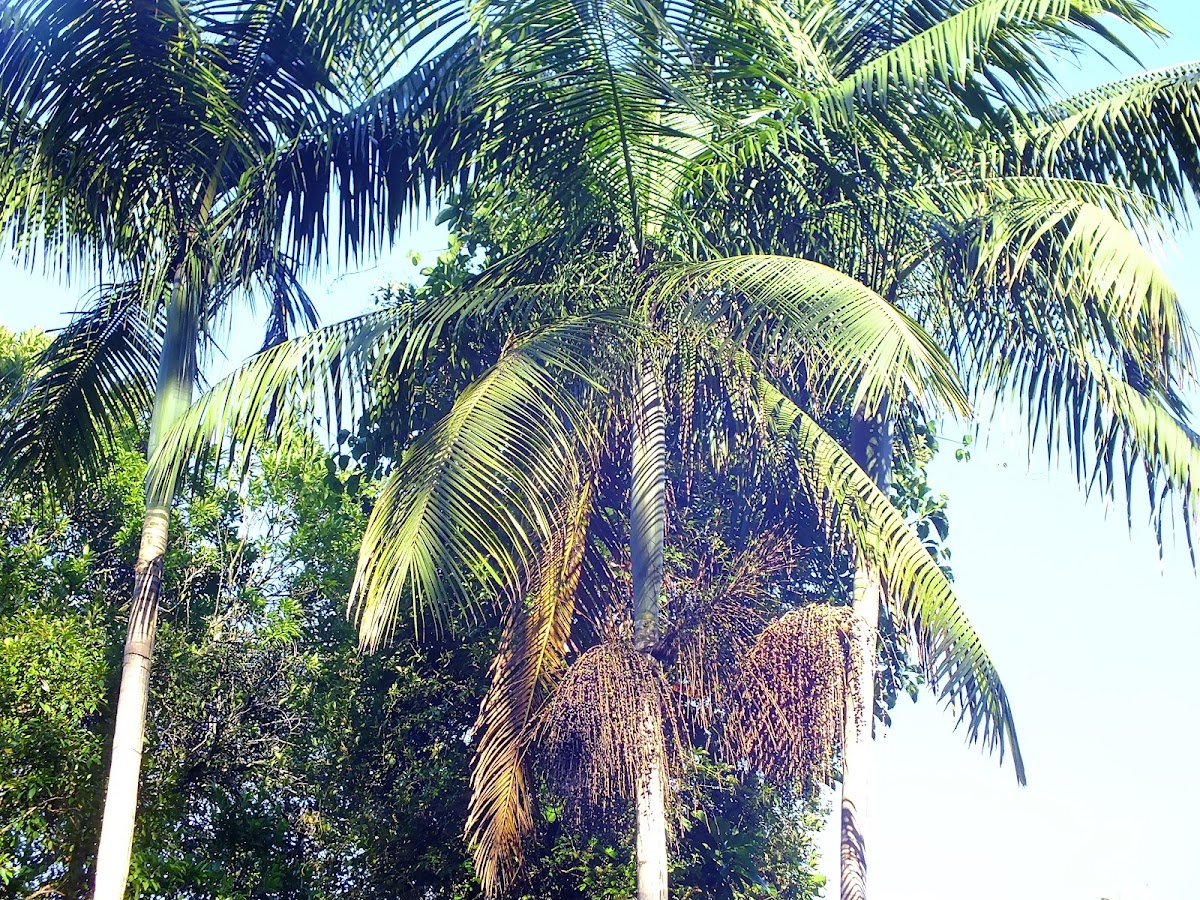Parque Estadual da Serra do Mar - Núcleo Cunha